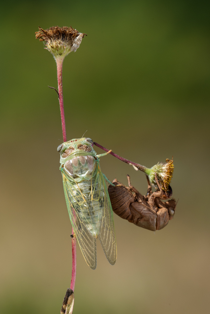 Cicale, cicale cicale...